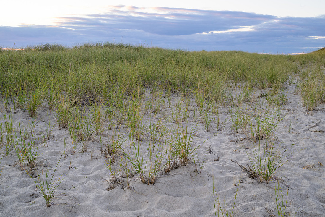 Cape Cod 2025-7190