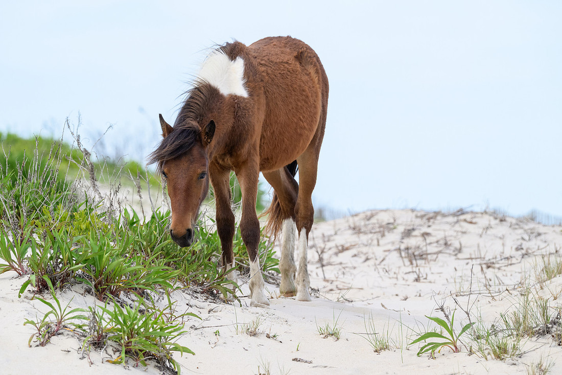 Assateague 1