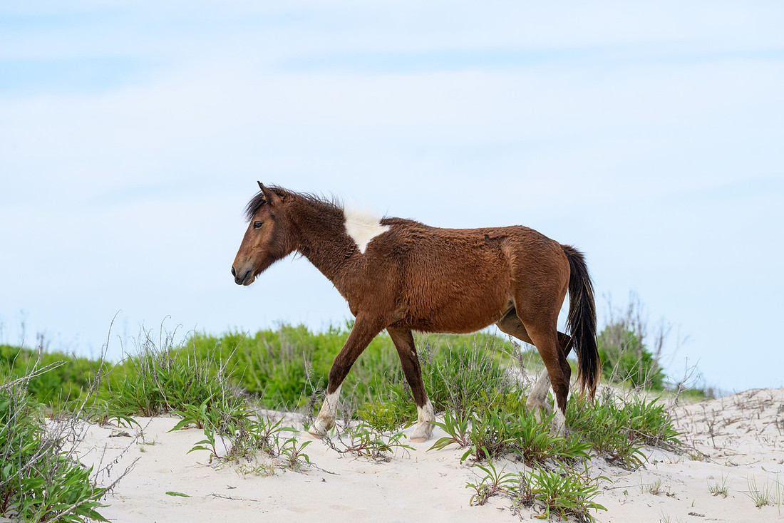 Assateague 2