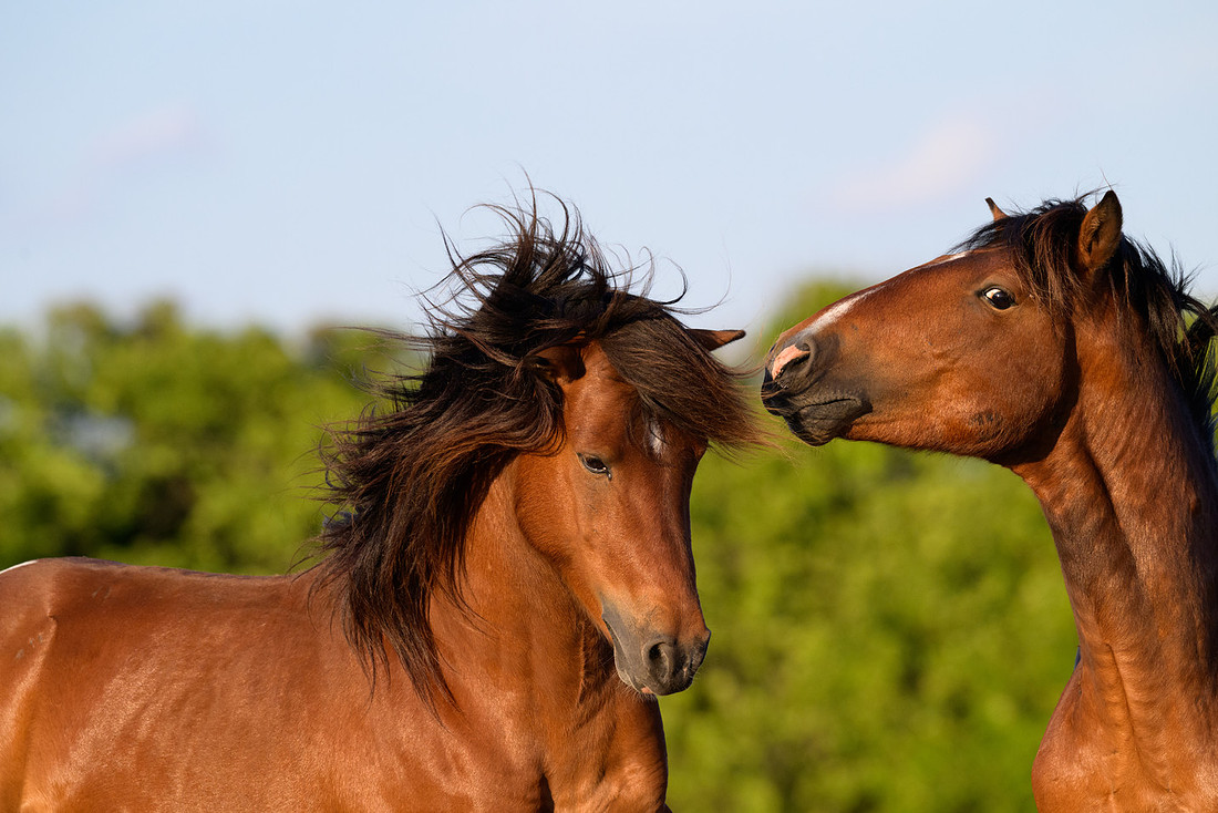 Assateague 5