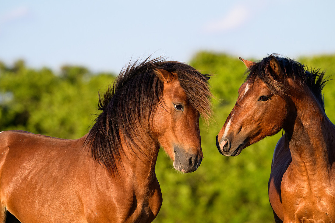Assateague 6
