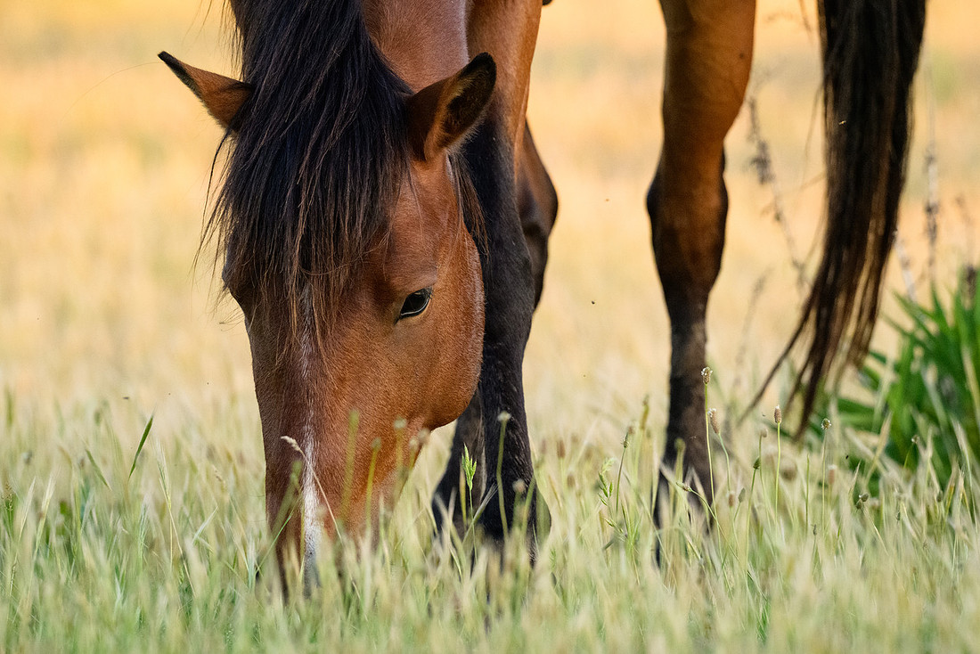 Assateague 7