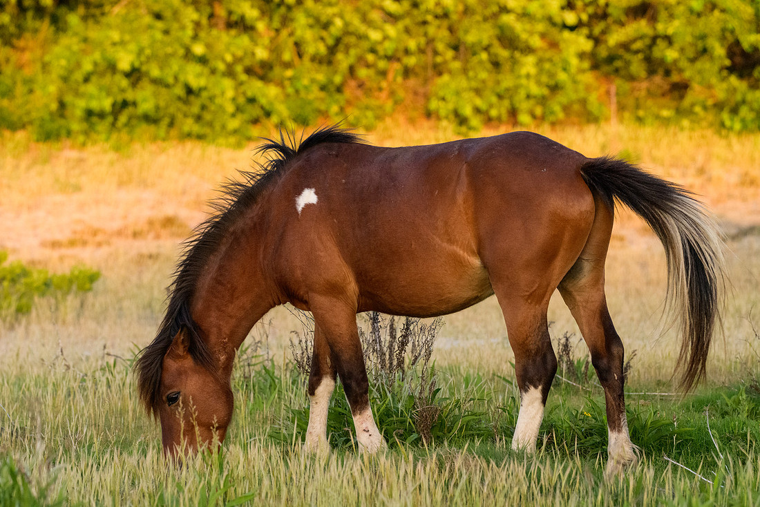 Assateague 8