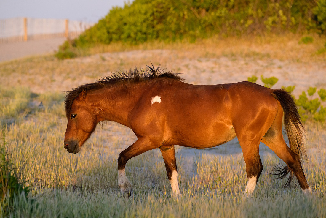 Assateague 11
