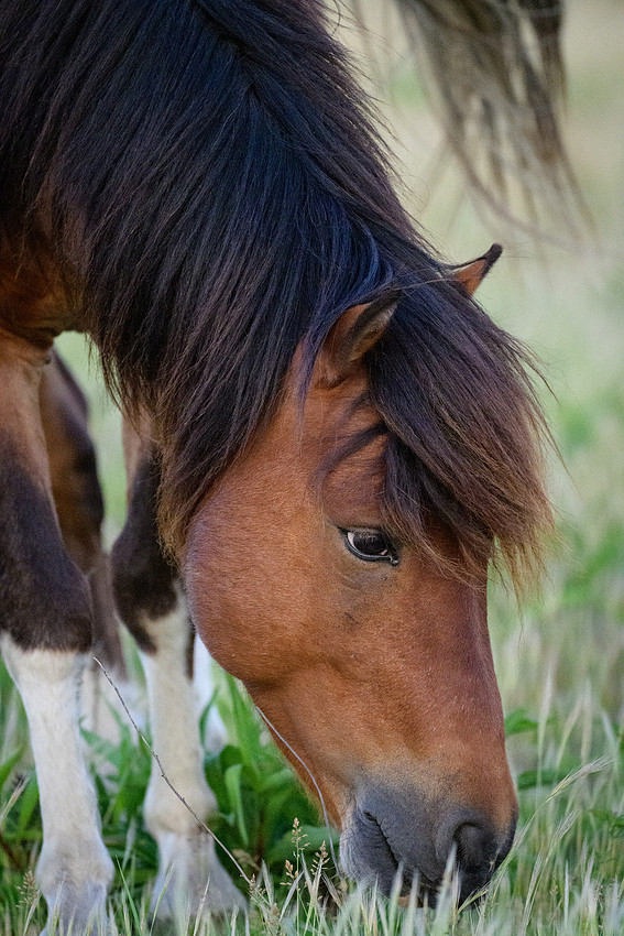 Assateague 12