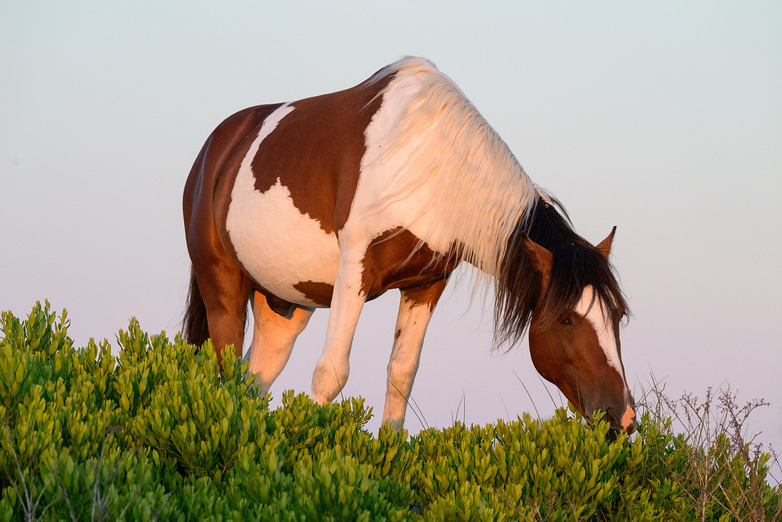 Assateague 13