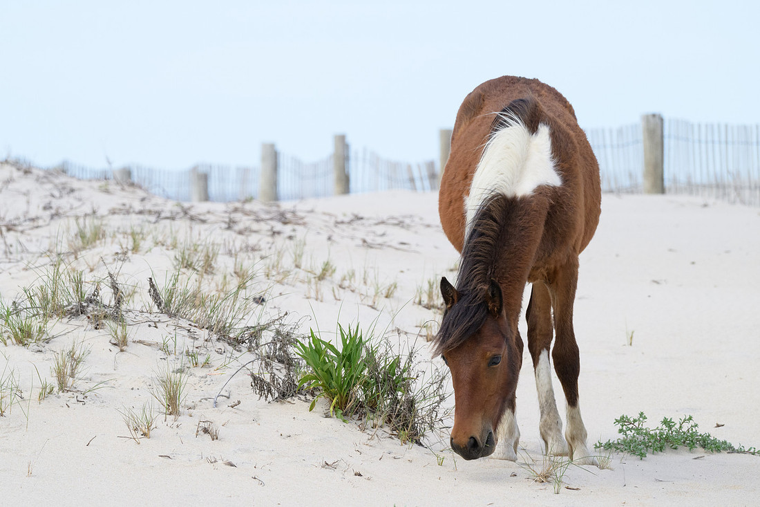 Assateague 15