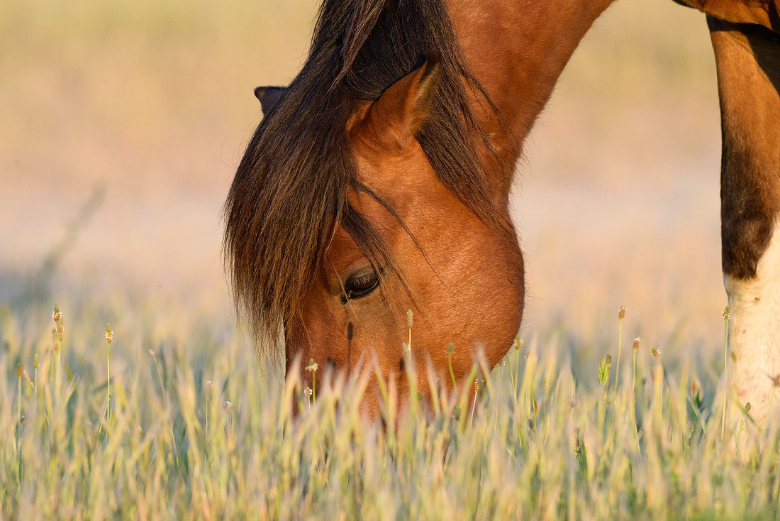Assateague 16