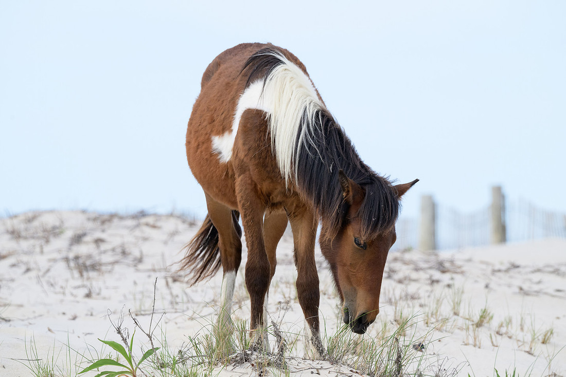 Assateague 19