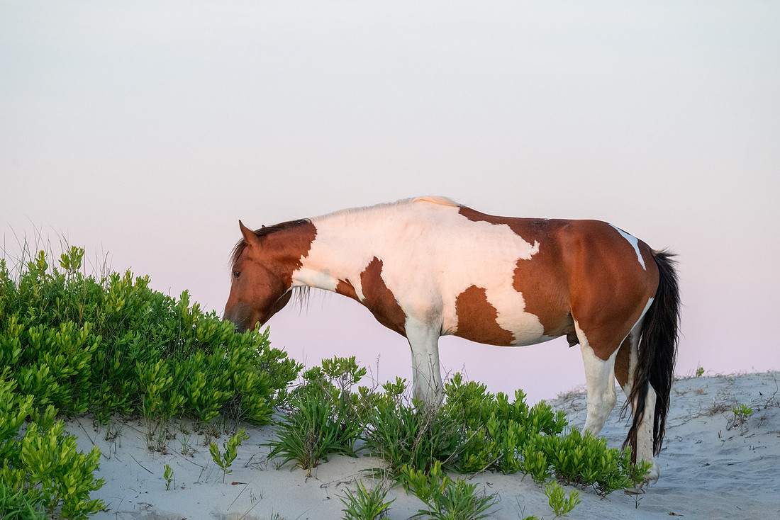 Assateague 22