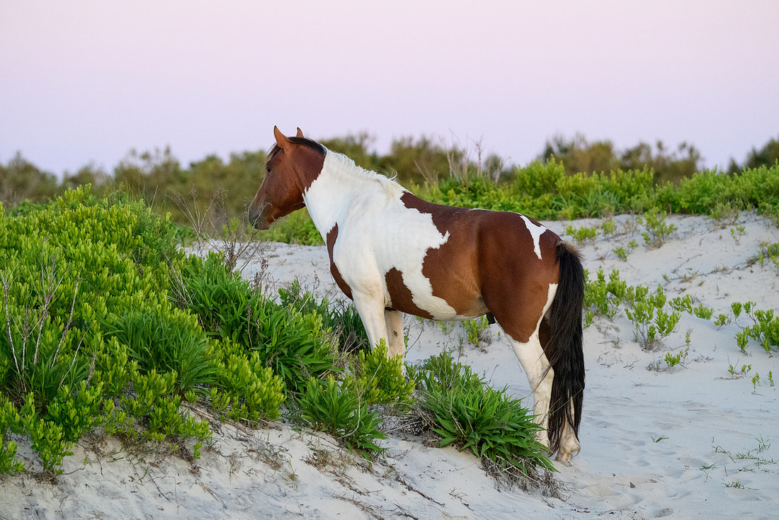 Assateague 23