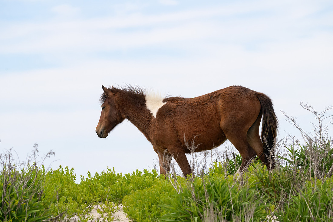 Assateague 25