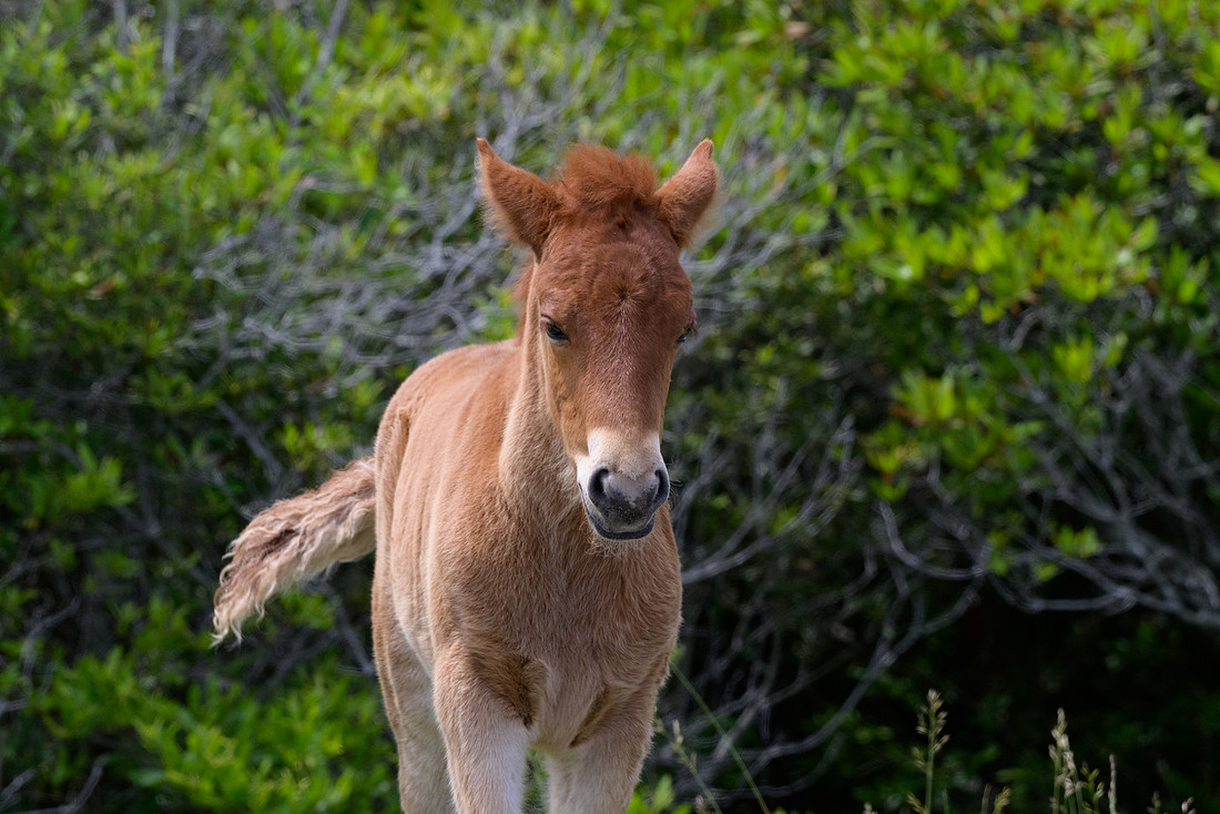 Assateague 30