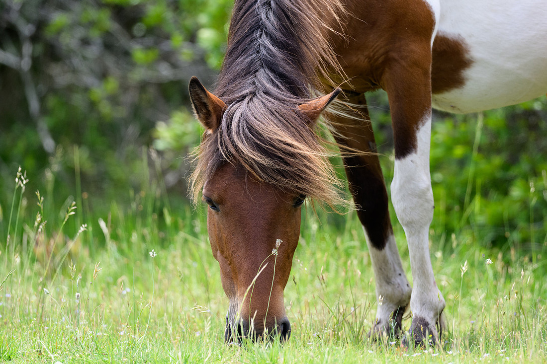 Assateague 31