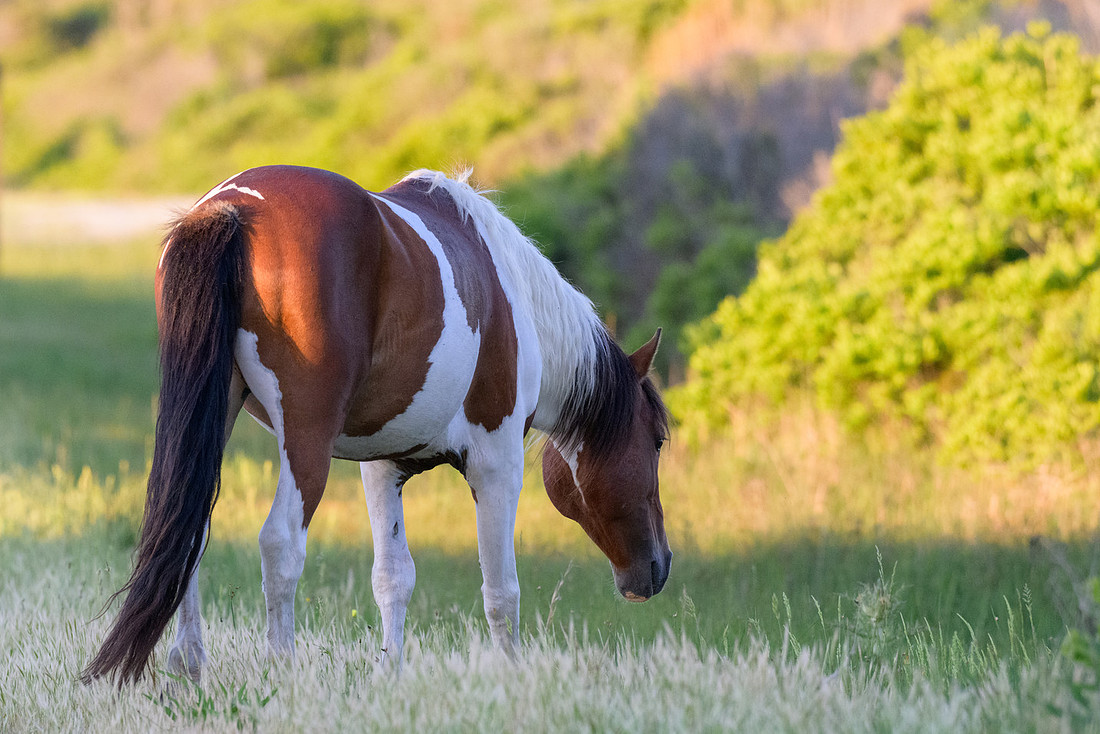 Assateague 32