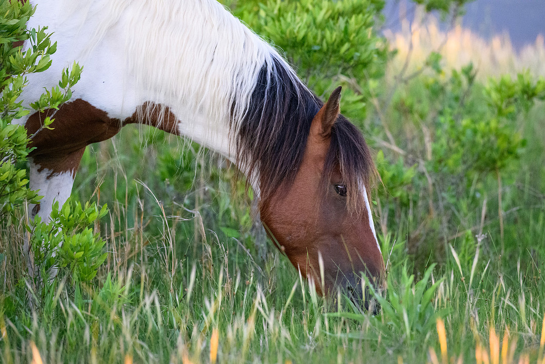 Assateague 33