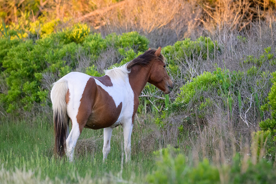Assateague 35