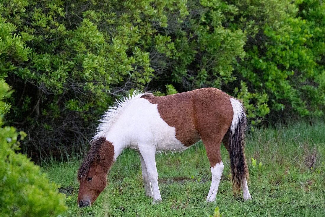 Assateague 36
