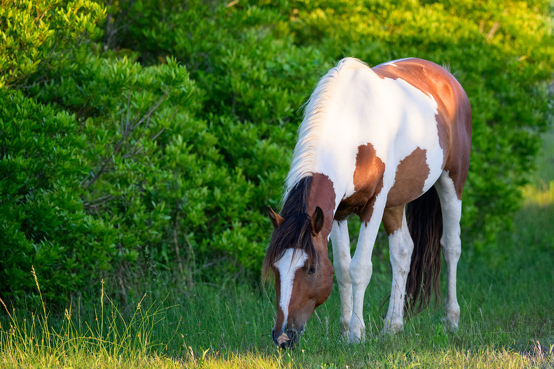 Assateague 37