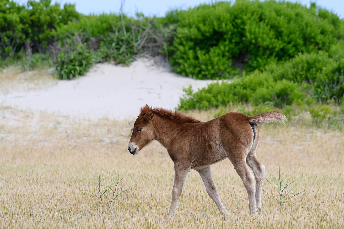 Assateague 38