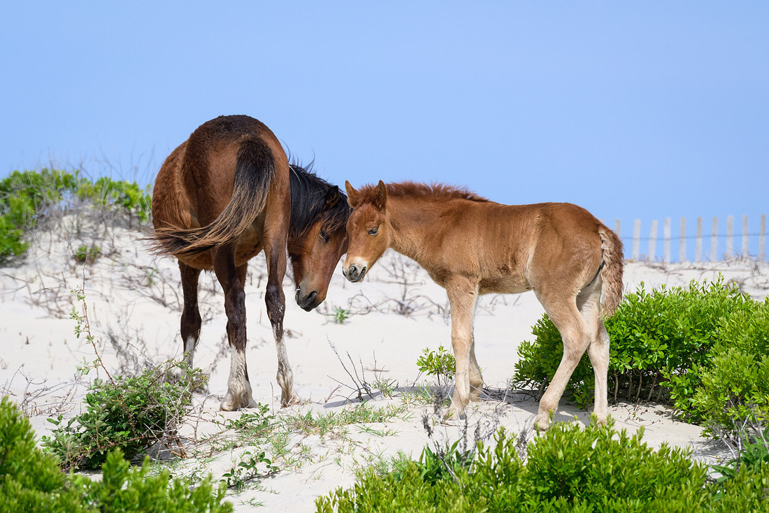 Assateague 40