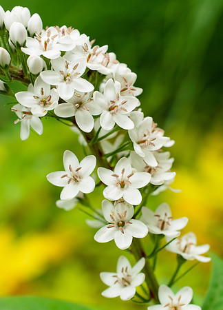 Freedom Flowers 2