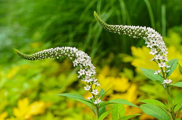 Freedom Flowers 3