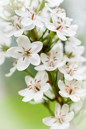 Freedom Flowers 5