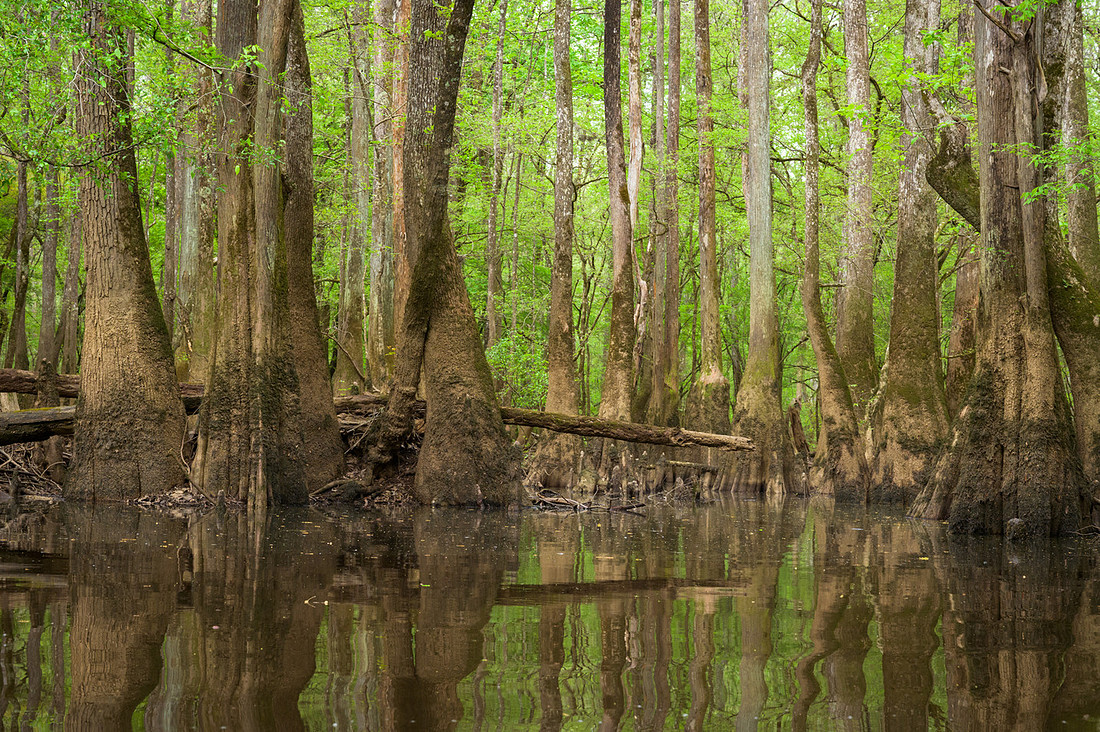 Congaree National Park-45