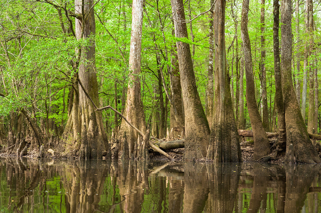 Congaree National Park-44