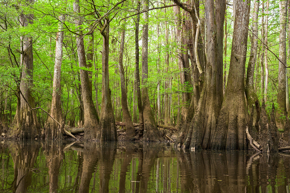 Congaree National Park-43