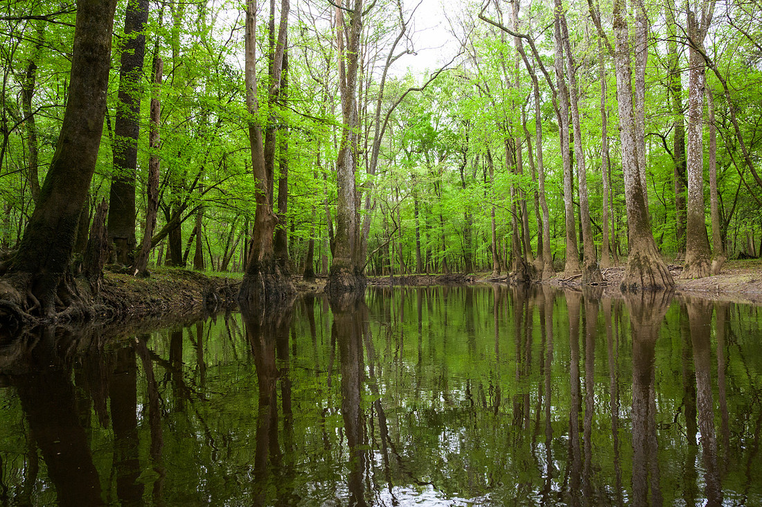 Congaree National Park-40