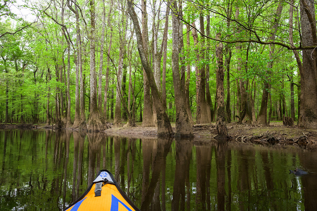Congaree National Park-38