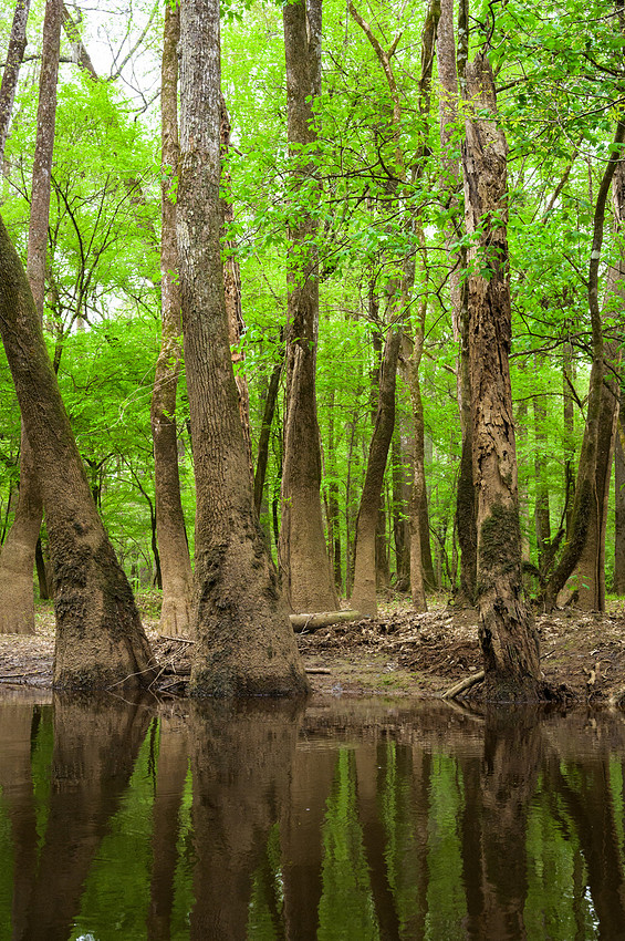 Congaree National Park-39