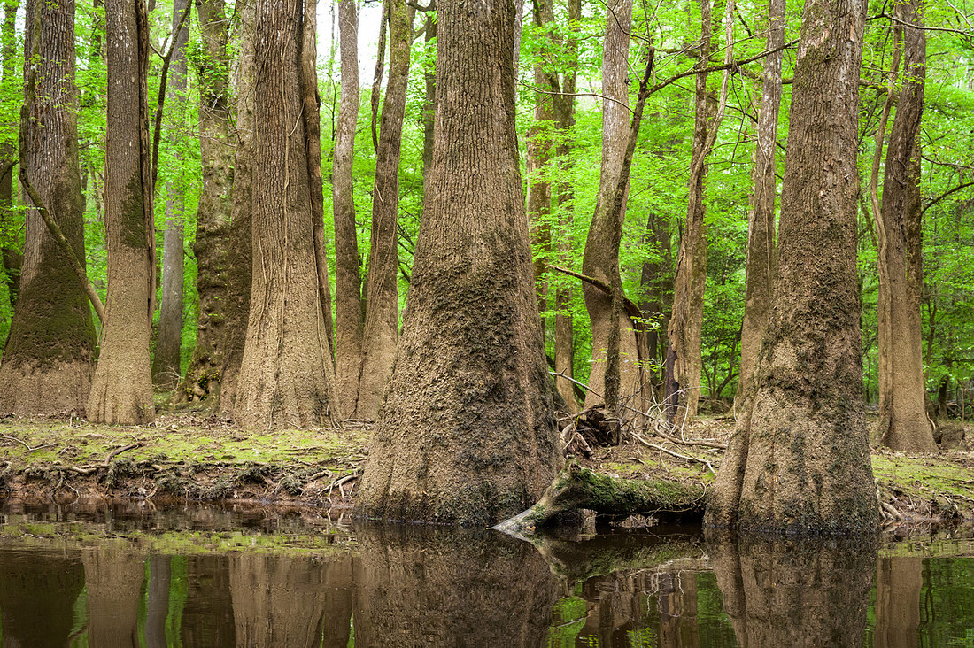 Congaree National Park-37