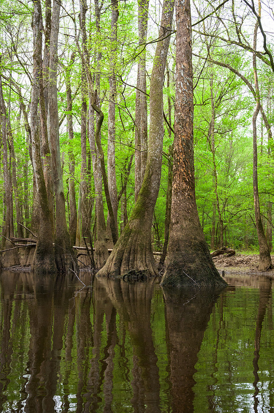 Congaree National Park-35