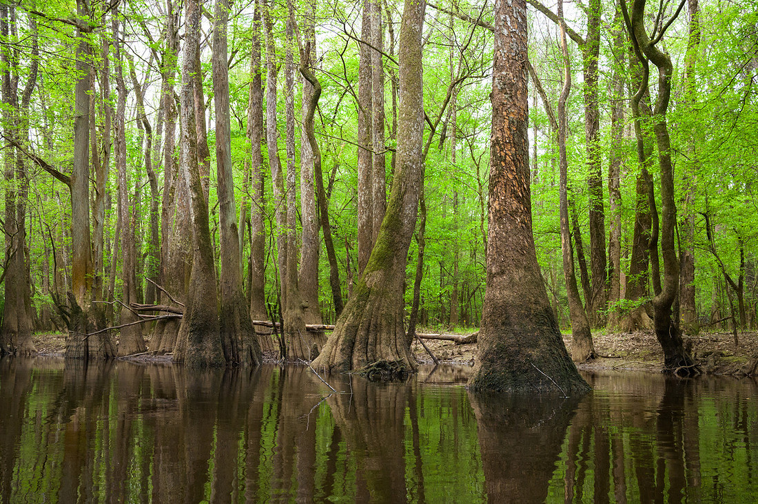 Congaree National Park-36