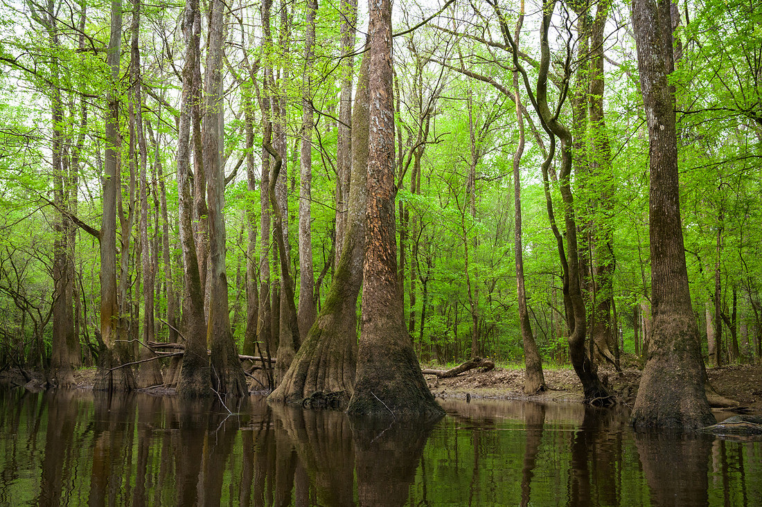 Congaree National Park-34