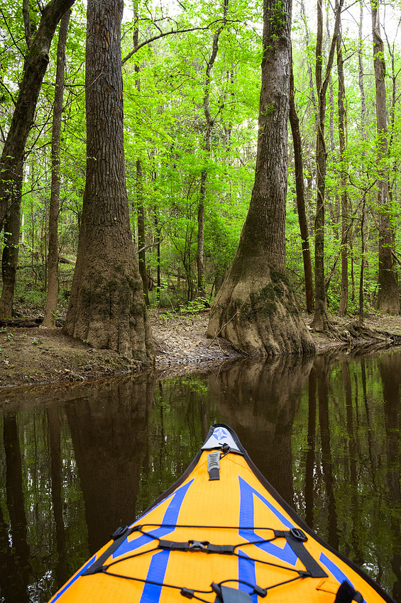 Congaree National Park-33
