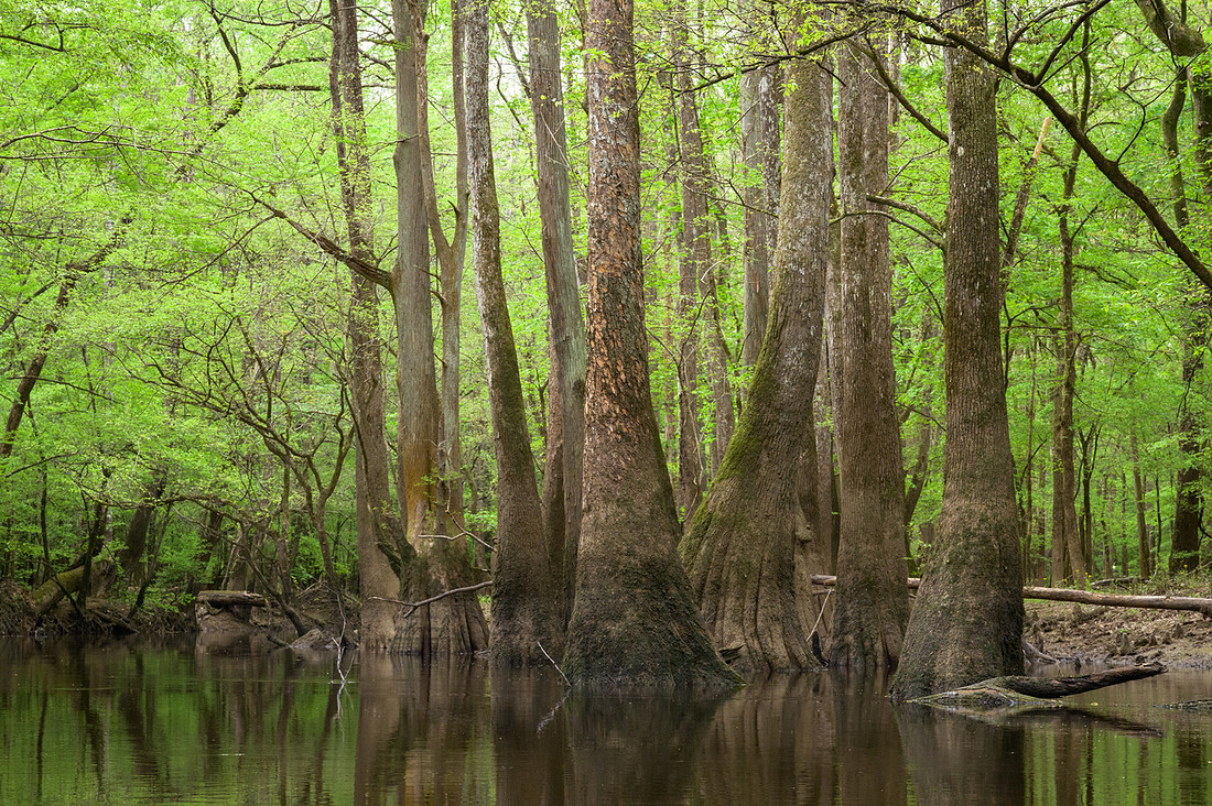 Congaree National Park-32