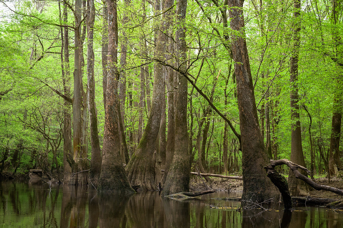 Congaree National Park-31