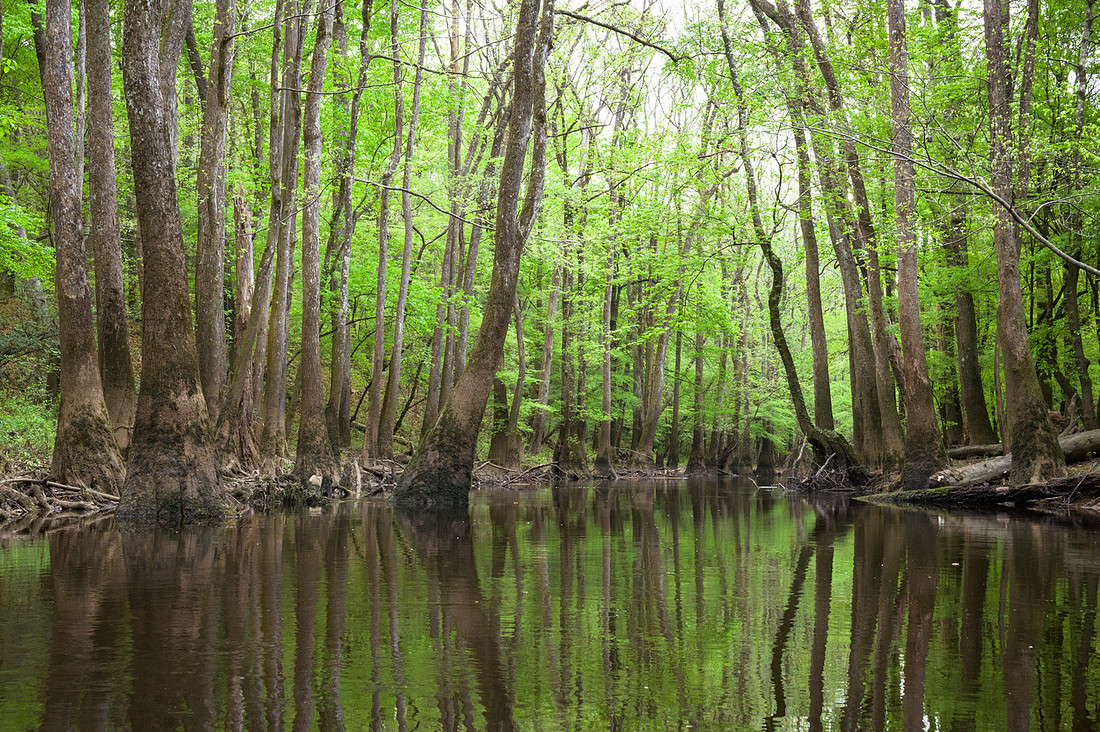 Congaree National Park-29