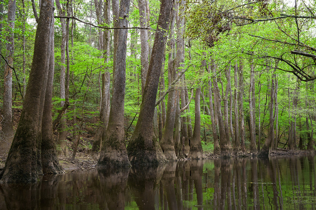 Congaree National Park-27