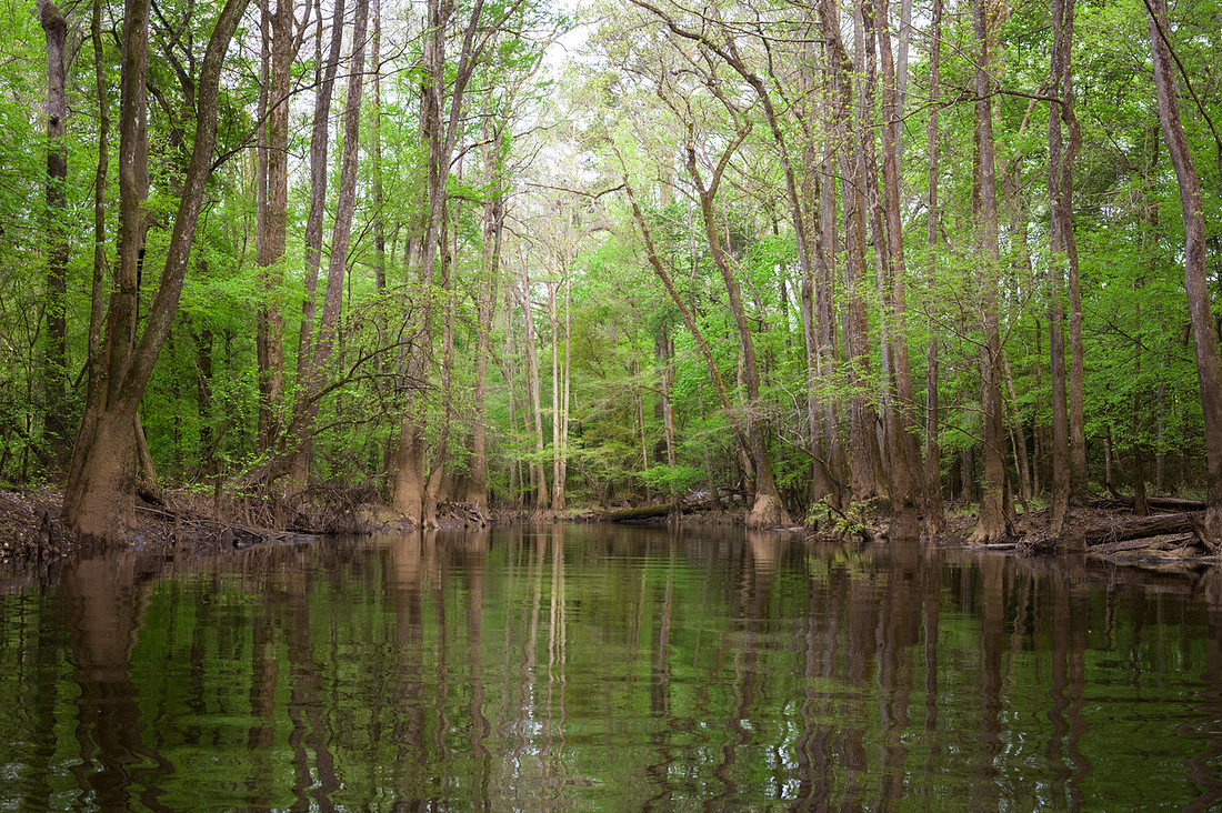 Congaree National Park-24