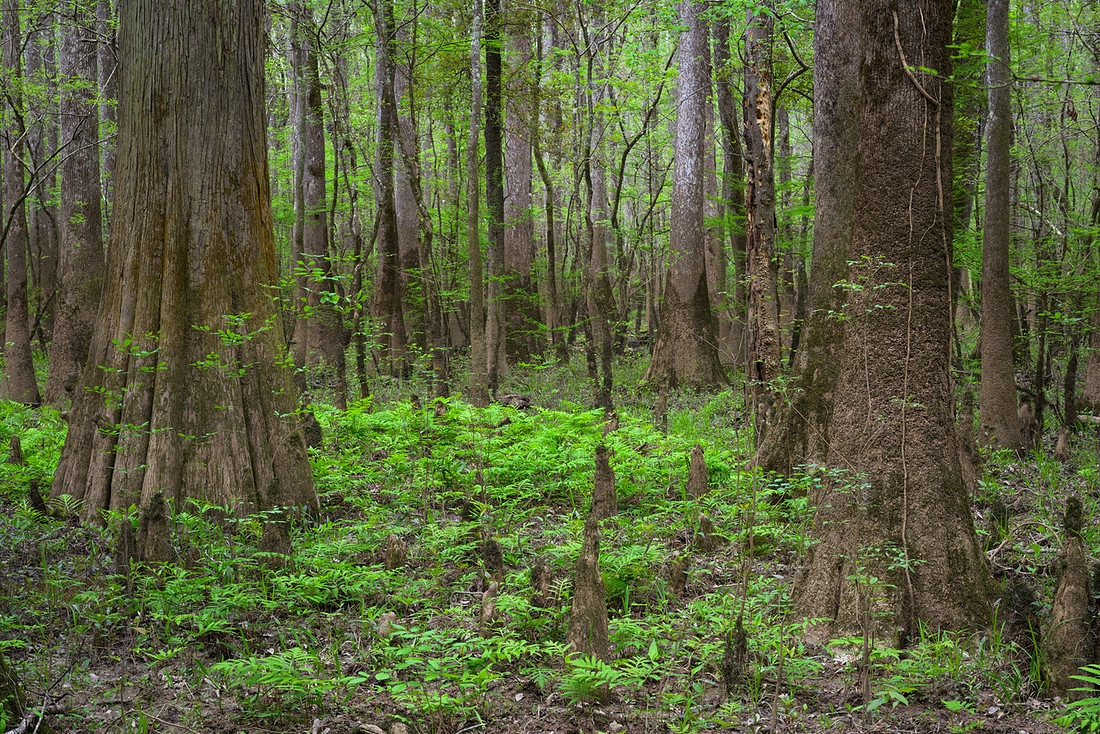 Congaree National Park-23