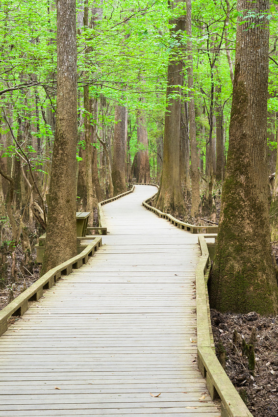 Congaree National Park-17