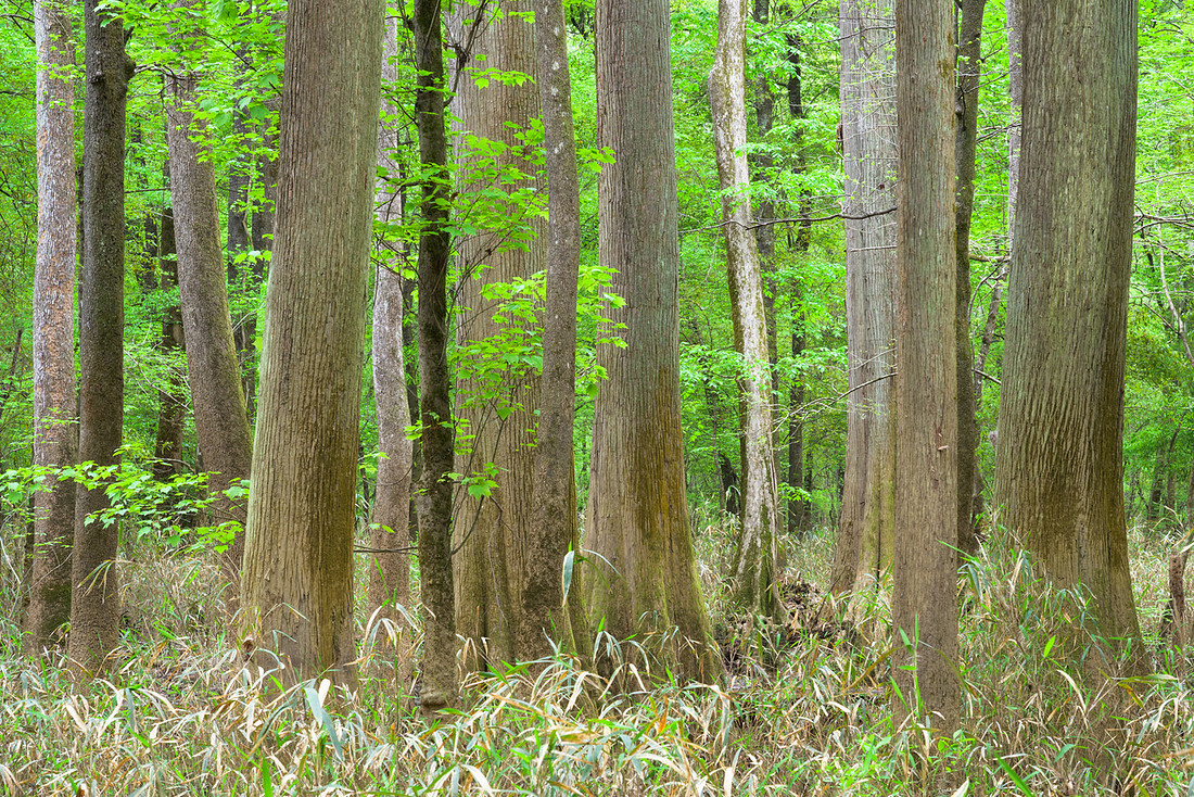 Congaree National Park-14