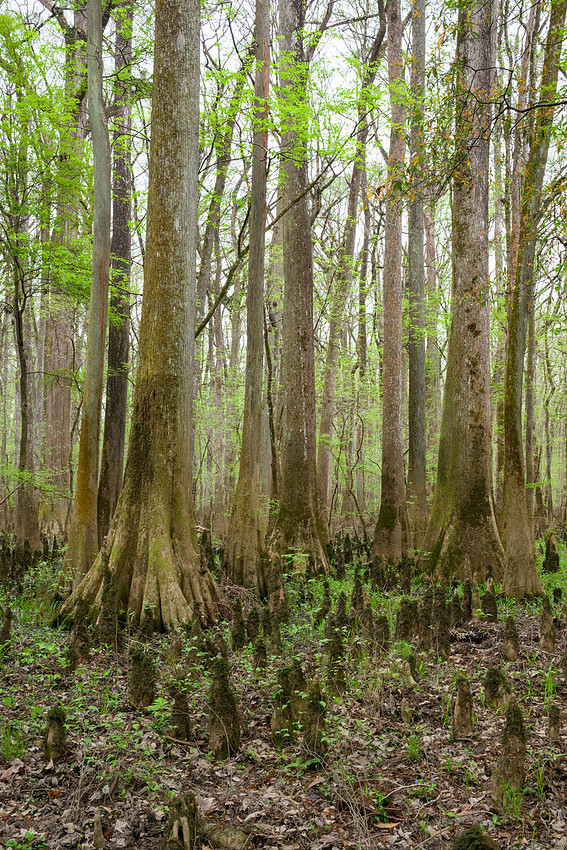 Congaree National Park-11