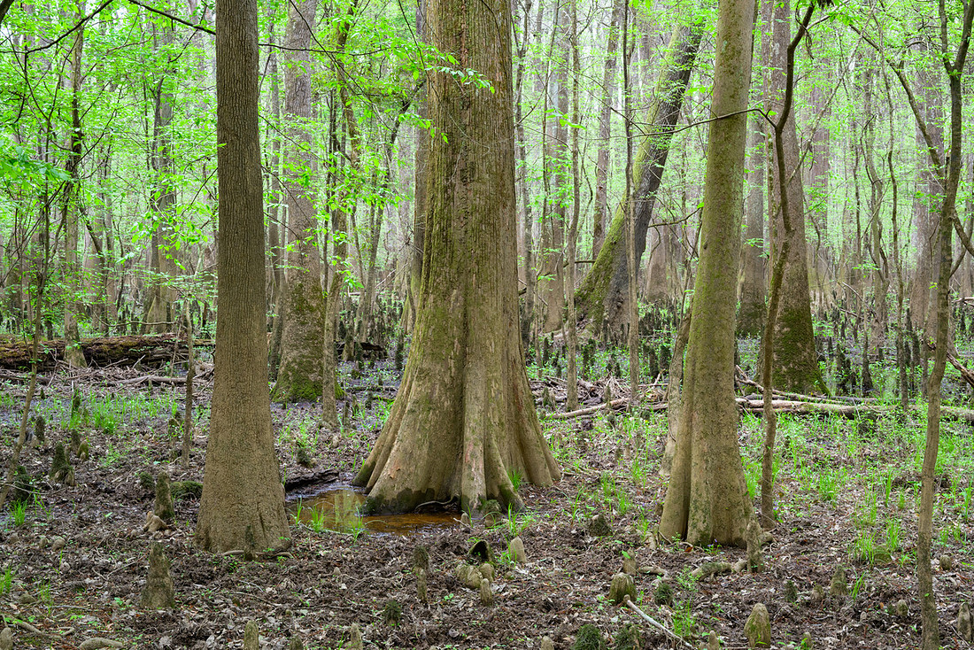 Congaree National Park-8