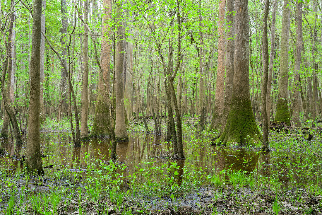 Congaree National Park-7